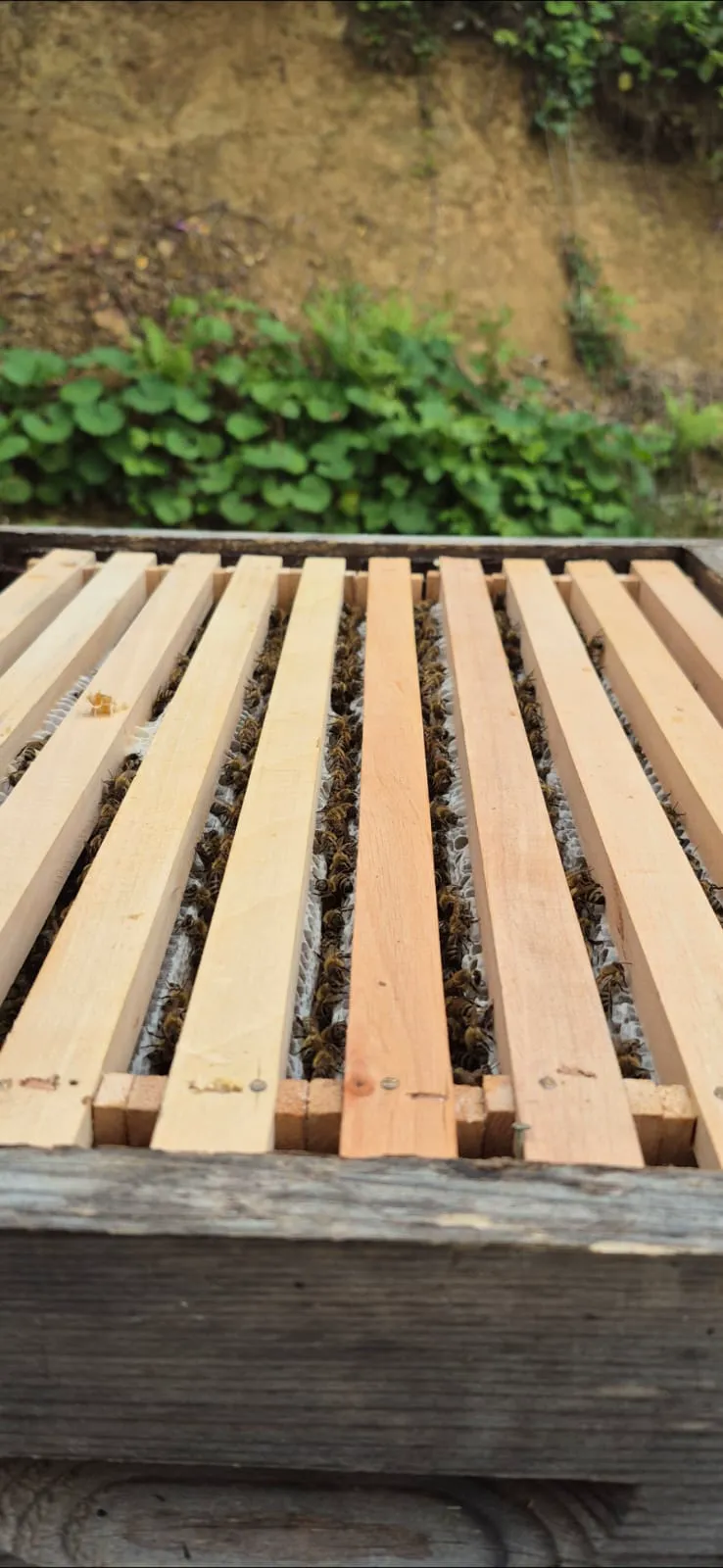 Bee hive and honey production